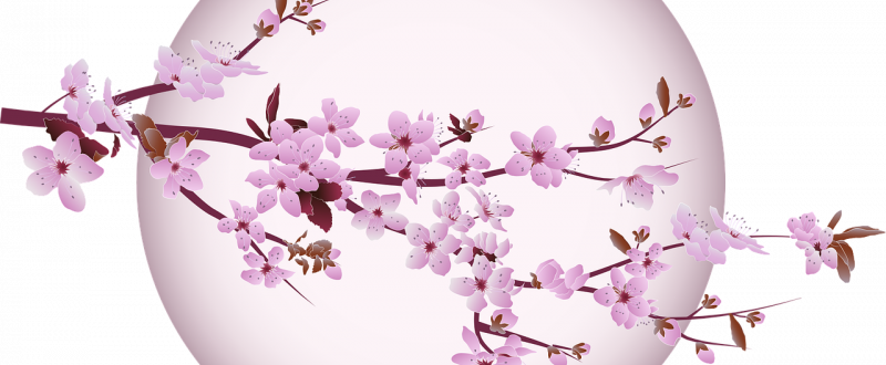 Cherry Blossom