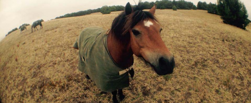 Horse at Narnu Farm Hindmarsh Island