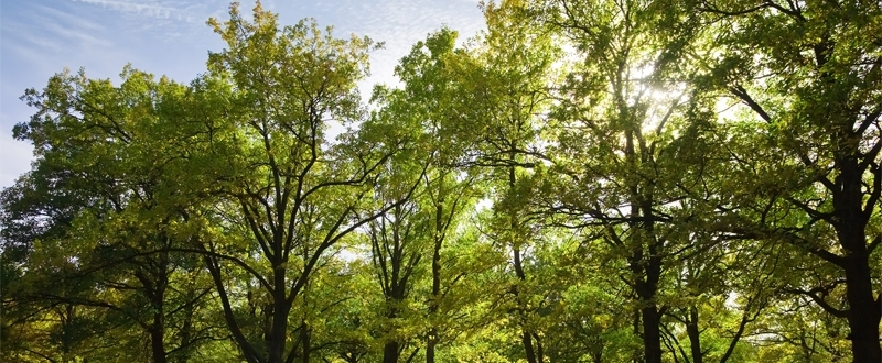 Forest-bathing