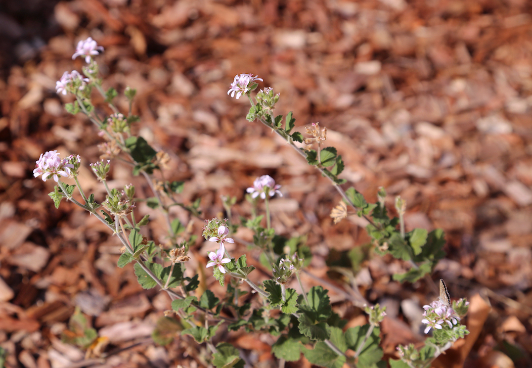 Native Pelargonium